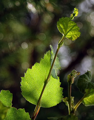 …mit der Natur …mit der Natur