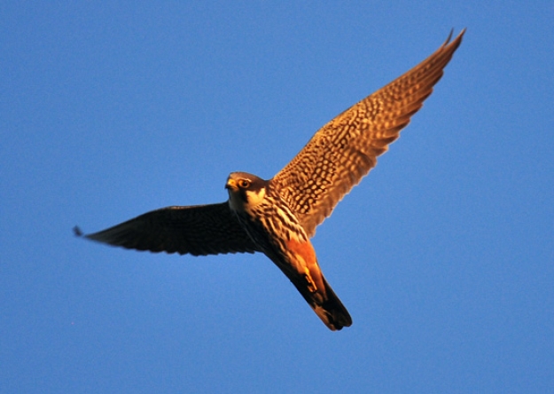 Kannst Du diesen Vogel bestimmen?