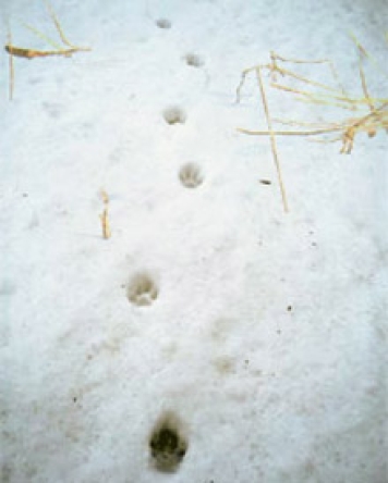 Luchsfährte im Schnee