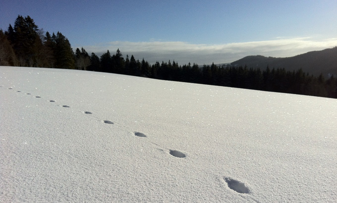 Fährte im Schnee