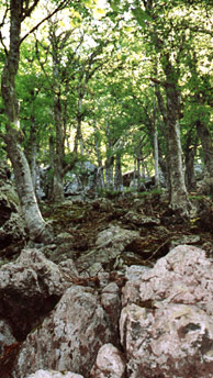 Steinalte Wälder. Wildnis- und Survival-Erlebnisse, die tief mit der Natur verbinden