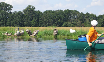 Kanuurlaub mit jungen Schwänen Kanuurlaub mit jungen Schwänen
