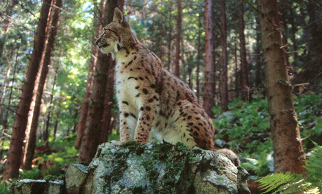 Luchse sind im Nationalpark Bayerischer Wald heimisch