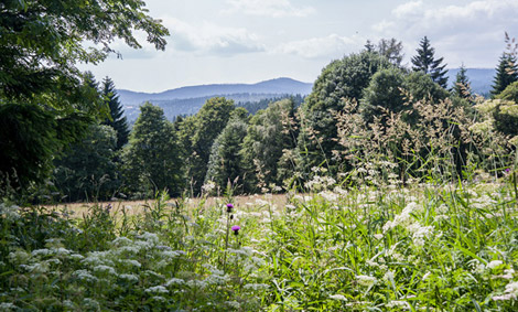 'Schachten' in der Kernzone des Nationalparks